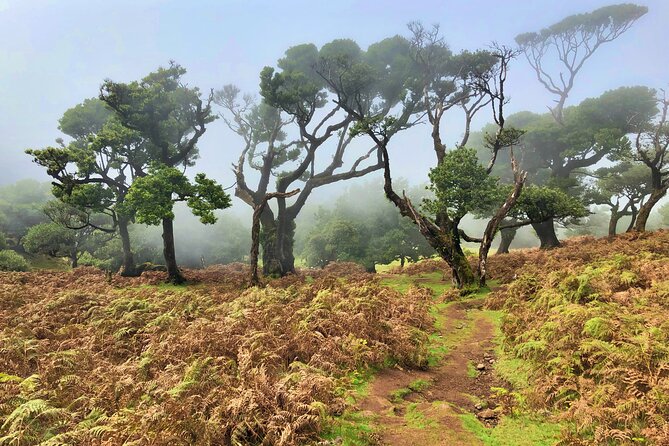 Madeira: Private Guided Walk Vereda Fanal PR13 - What to pack for changing Madeira weather