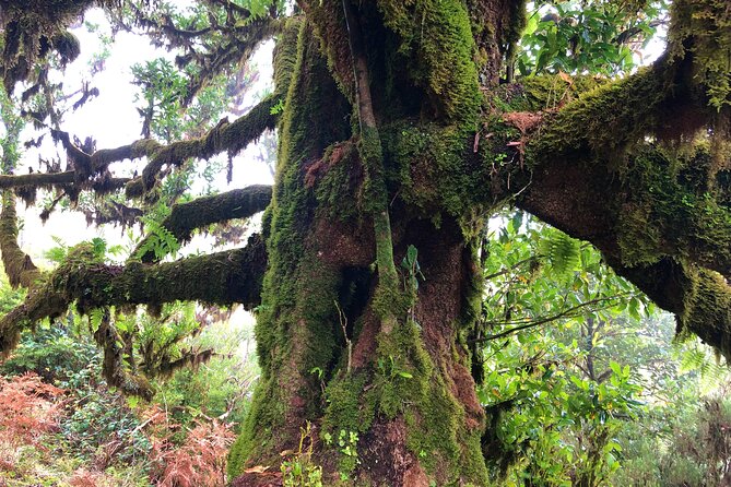Madeira: Private Guided Walk Vereda Fanal PR13 - Who should choose this Fanal walk