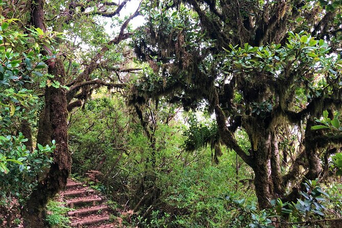 Madeira: Private Guided Walk Vereda Fanal PR13 - Pickup, cancellation, and practical details