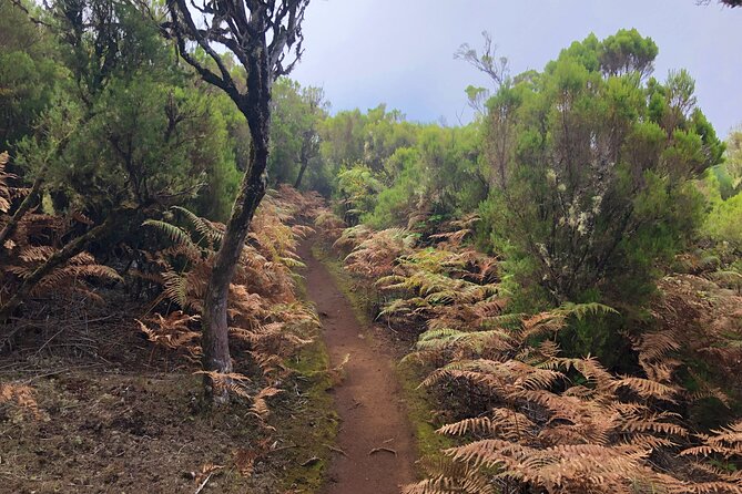 Madeira: Private Guided Walk Vereda Fanal PR13 - What the five-hour outing feels like