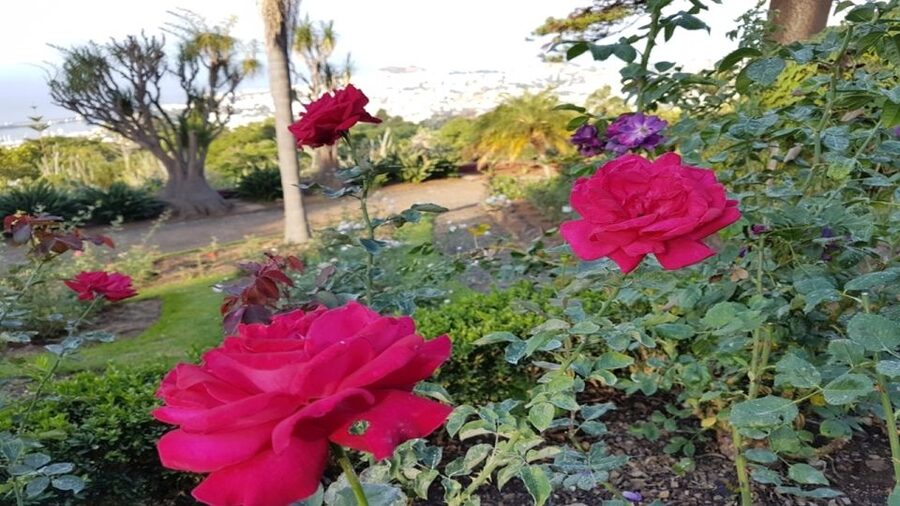 Madeira: Private Half-Day Guided Gardens Tour - Should You Book This Madeira Gardens Tour?