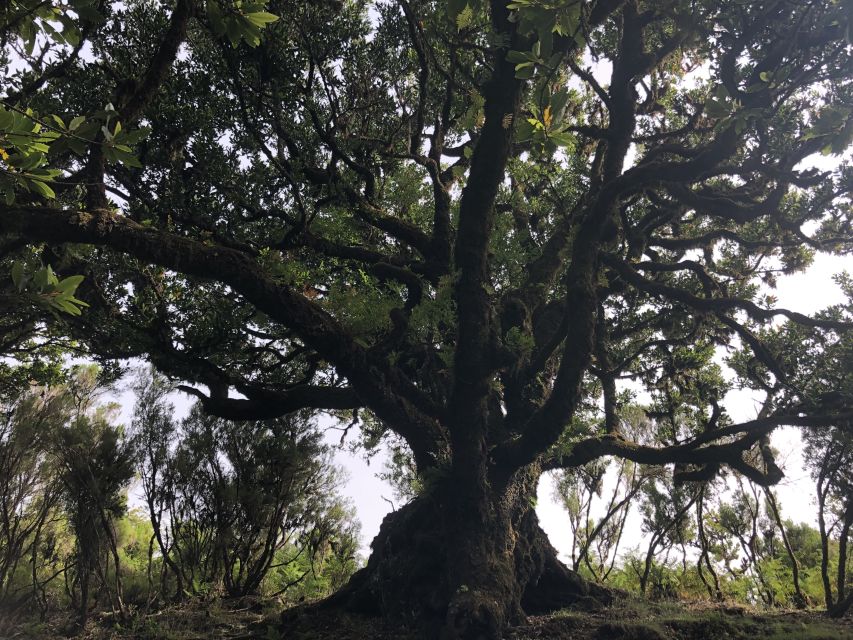 Madeira: Private Tour of Fanal Forest - Key points to know before booking