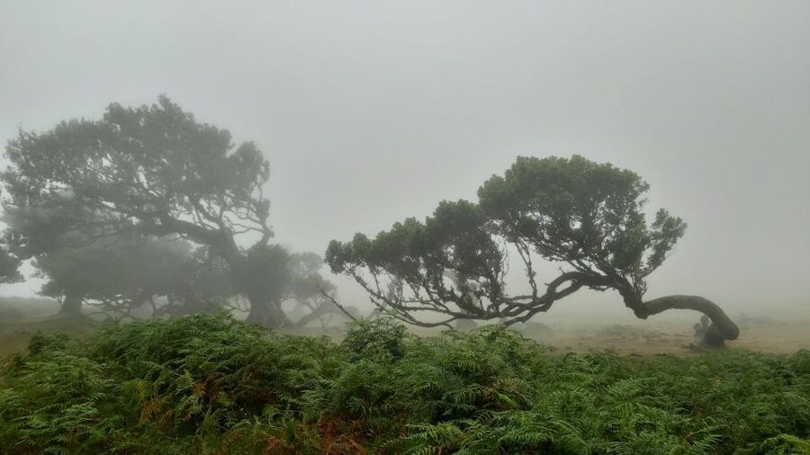 Madeira: Private Tour of Fanal Forest - Why Fanal Forest feels different from a normal forest visit