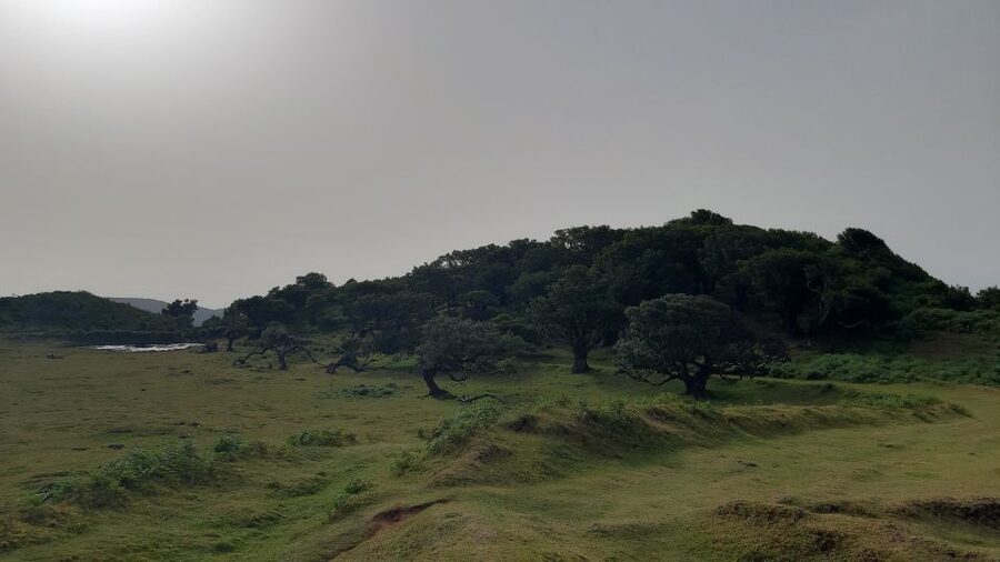 Madeira: Private Tour of Fanal Forest - The scenic route to Fanal