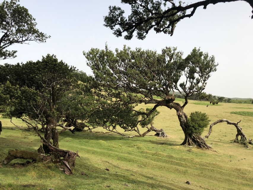 Madeira: Private Tour of Fanal Forest - Walking among the centenary Tis trees