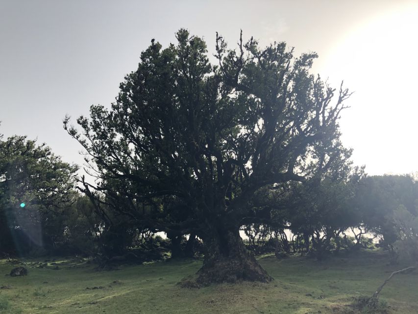 Madeira: Private Tour of Fanal Forest - The broad plateau path and changing weather