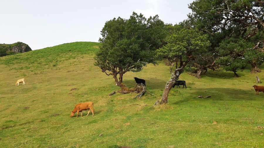 Madeira: Private Tour of Fanal Forest - The possible rainy-season crater lake