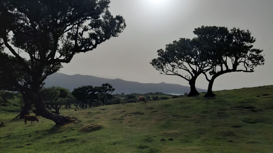 Madeira: Private Tour of Fanal Forest - What the private price really offers