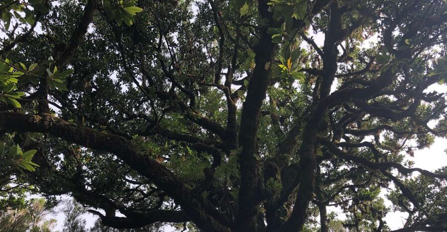 Madeira: Private Tour of Fanal Forest - Who will enjoy this four-hour outing