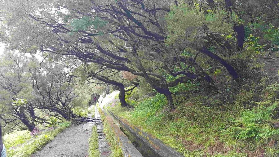 Madeira: Private Walking Tour of Levada das 25 Fontes PR6 - Should you book the PR6 private tour?