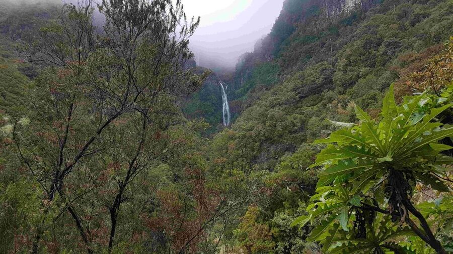 Madeira: Private Walking Tour of Levada das 25 Fontes PR6 - Following the levada through Laurisilva