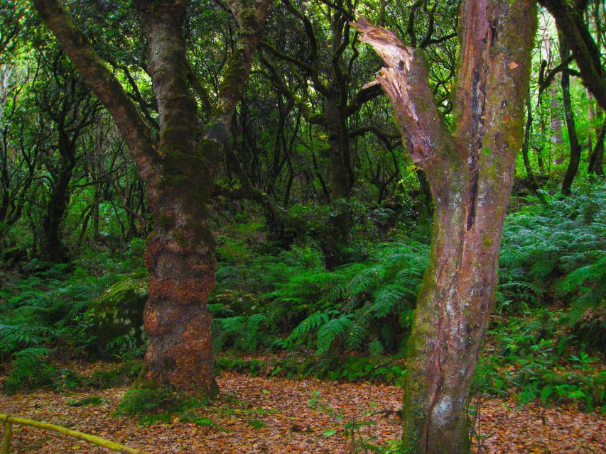 Madeira: Queimadas, Caldeirão Verde and Levada Walk - FAQ