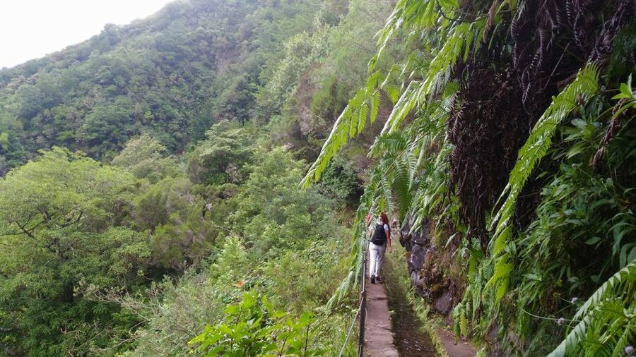 Madeira: Queimadas, Caldeirão Verde and Levada Walk - Pickup details that matter on tour day