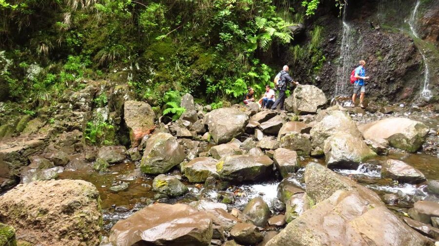 Madeira: Rabaçal, Risco and 25 Fontes Guided Hiking Tour - Laurel forest, plants, and the value of a guide