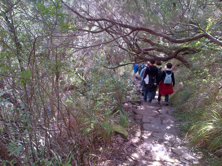Madeira: Rabaçal Valleys 3-Hour Guided Walk - The plant life above and inside the forest