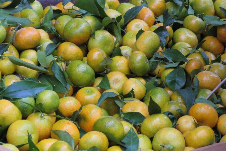 Madeira : Santo de Serra Local Farmers' Market half day trip - Key points to know before booking