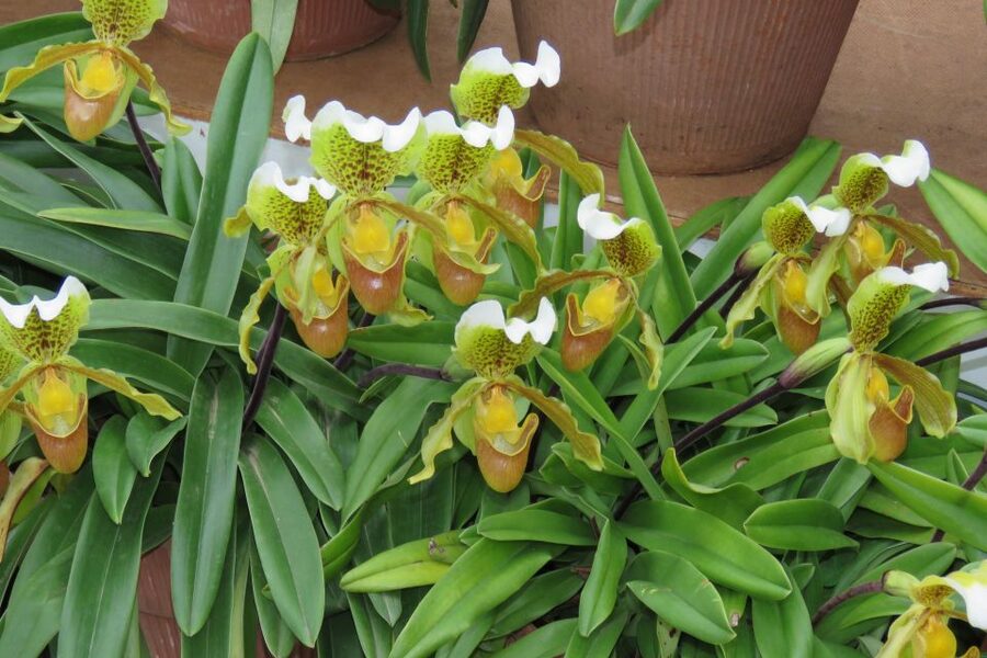 Madeira : Santo de Serra Local Farmers' Market half day trip - Who should book this Madeira half-day outing?