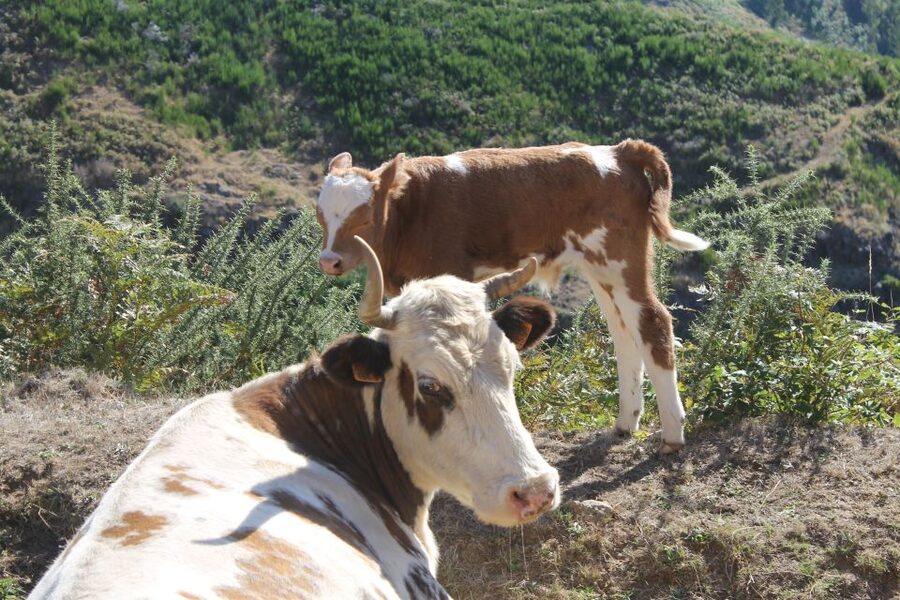 Madeira : Southwest coast, Run & Anjo´s Waterfall 4x4 Tour - Ponta do Pargo gives you the wide western view