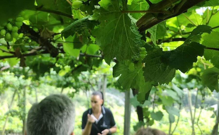 Madeira - Vineyard Tour Wine Tasting - Included - What makes the guides important
