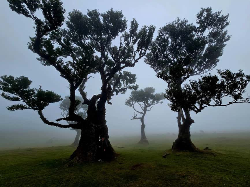 Madeira: Visit the Vulcanic Pools, Waterfalls and the Magic Forest of Fanal - Câmara de Lobos, where the day begins by the water