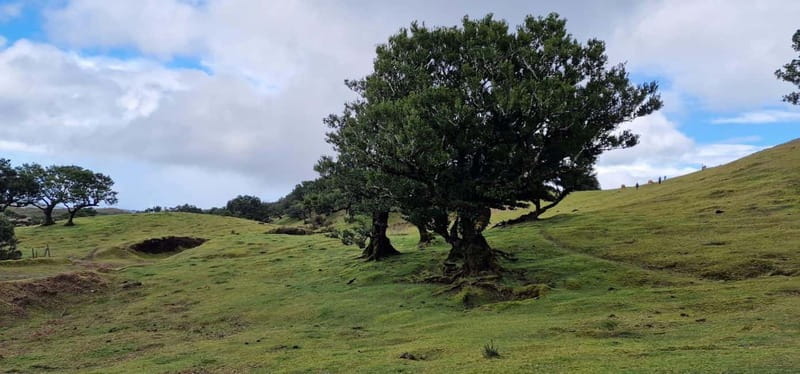 Madeira West Island Full-Day Tour with Fanal Forest - Lunch, drinks, and the practical value of the stop