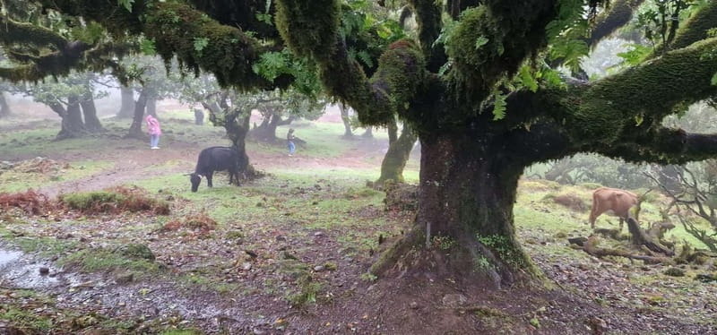 Madeira West Island Full-Day Tour with Fanal Forest - What the minibus is really like