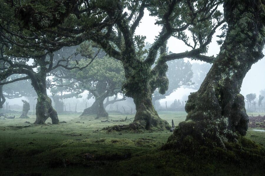 Madeira: West Tour With Guide Fanal Forest SykWalkExperience - São Vicente Shows Madeira’s North Coast