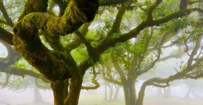 Western Madeira Guided Trip & Fanal Mystic Forest