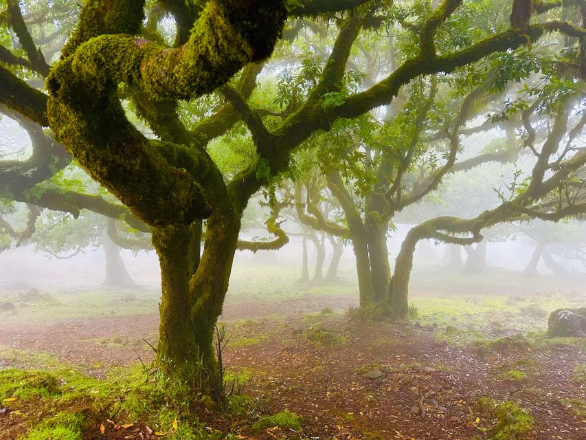 Madeira: Western Madeira Guided Trip & Fanal Mystic Forest - Fanal Forest: the atmospheric heart of the day
