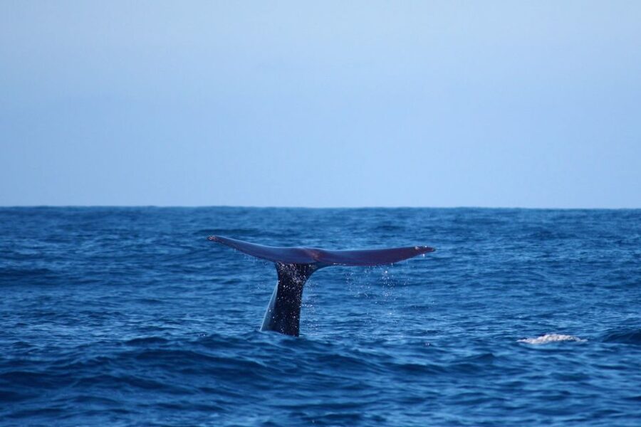 Madeira: Whale and Dolphin Watching Private Cruise - A Swim and Snorkel Break in the Atlantic