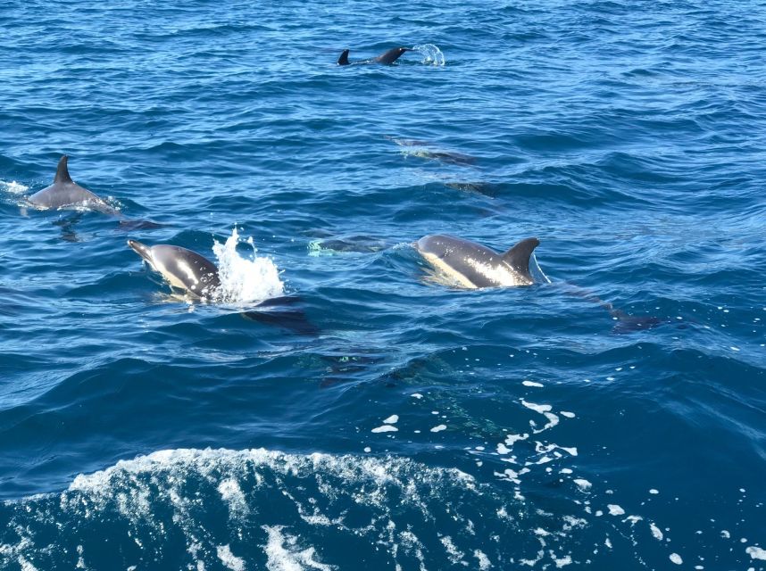 Madeira: Whale and Dolphin Watching Private Cruise - Practical Limits Before You Book