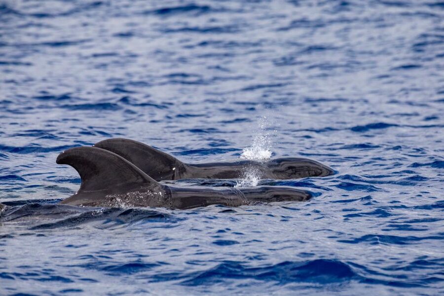Madeira: Whale and Dolphin Watching Tour - Practical packing advice for the Atlantic