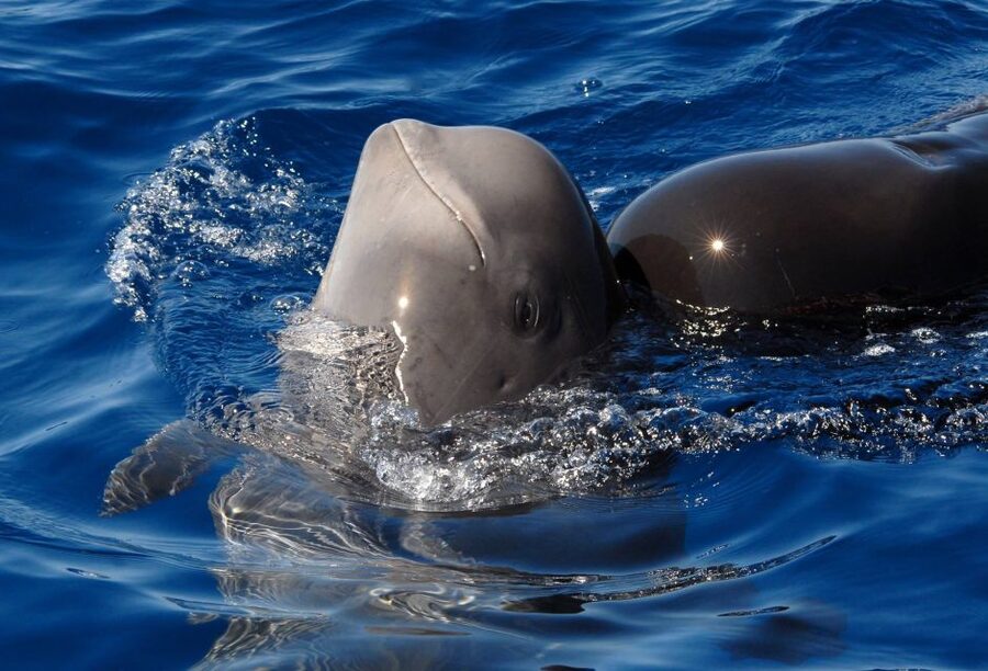 Madeira: Whale and Dolphin Watching Tour - Setting out from Madeira Sea Emotions at Dreams Hotel Marina