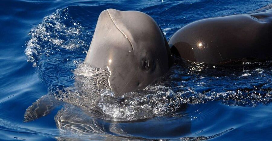 Madeira: Whale and Dolphin Watching Tour - Searching for dolphins, whales, and turtles