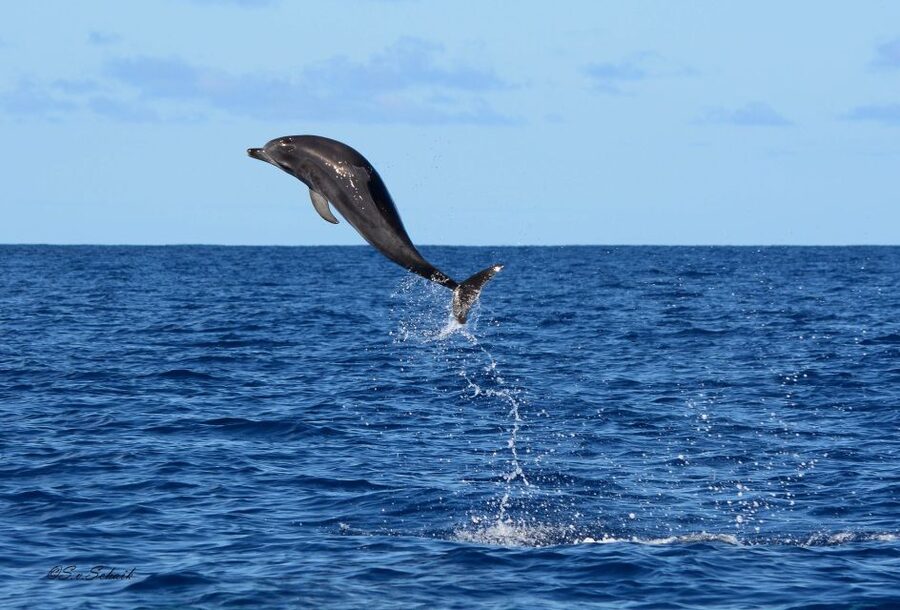 Madeira: Whale and Dolphin Watching Tour - The summer swim and snorkeling stop