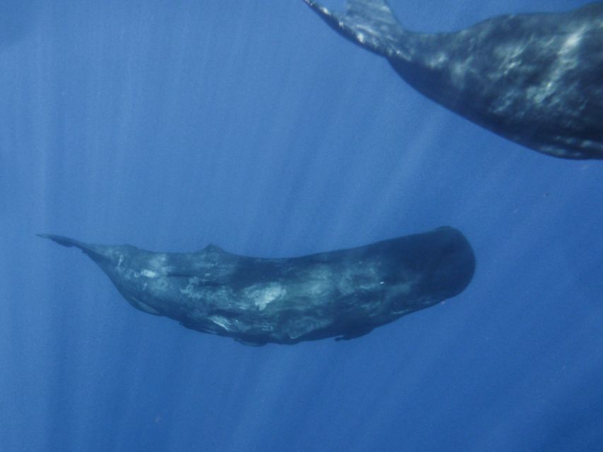 Madeira: Whale and Dolphin Watching Tour - What the two-hour schedule really gives you