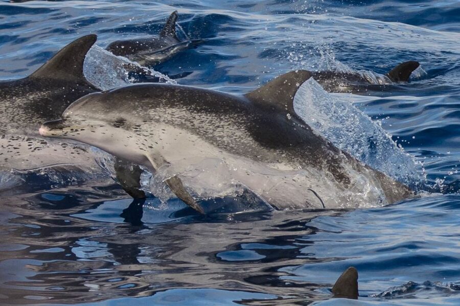 Madeira: Whale and Dolphin Watching Tour - Is $70 a fair price?