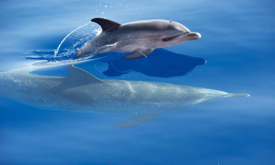 Madeira: Whale Watching Excursion in a Traditional Vessel - Should you book the Ribeira Brava?
