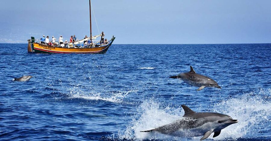 Madeira: Whale Watching Excursion in a Traditional Vessel - Sailing from Calheta on the Ribeira Brava