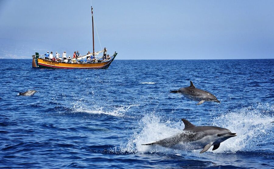 Madeira: Whale Watching Excursion in a Traditional Vessel - Why the guides make a difference