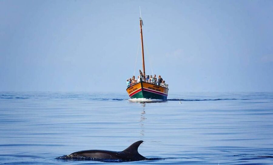 Madeira: Whale Watching Excursion in a Traditional Vessel - The rhythm of a 2.5-hour outing
