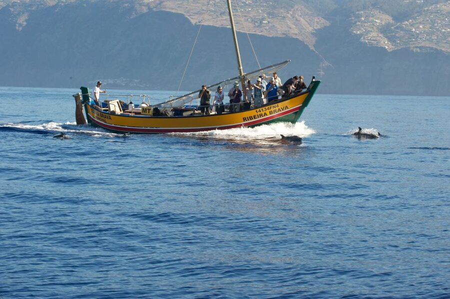 Madeira: Whale Watching Excursion in a Traditional Vessel - Madeira from the sea
