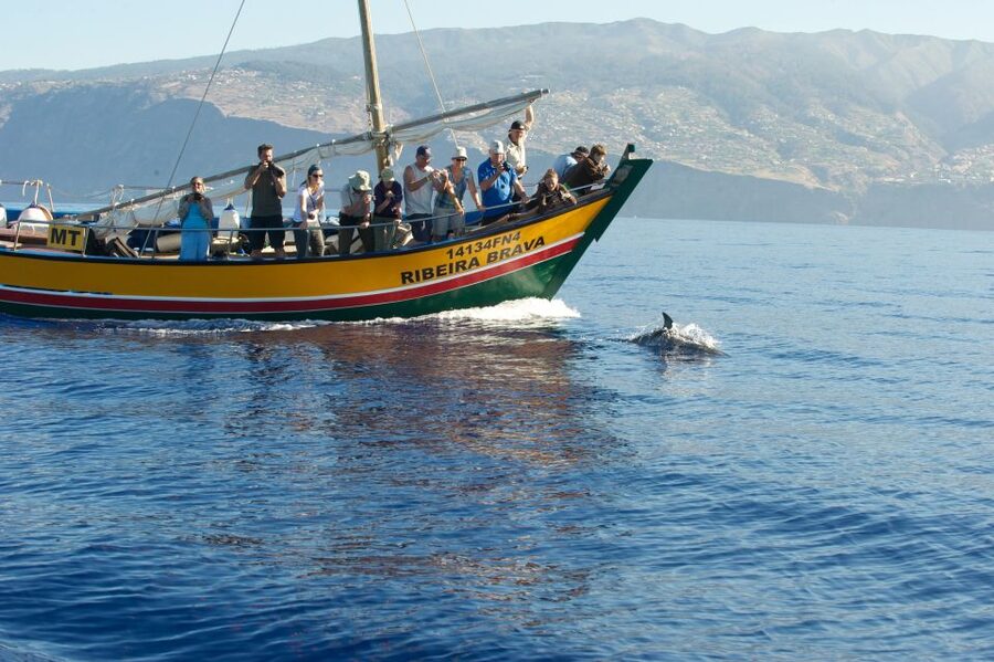 Madeira: Whale Watching Excursion in a Traditional Vessel - Booking details that matter
