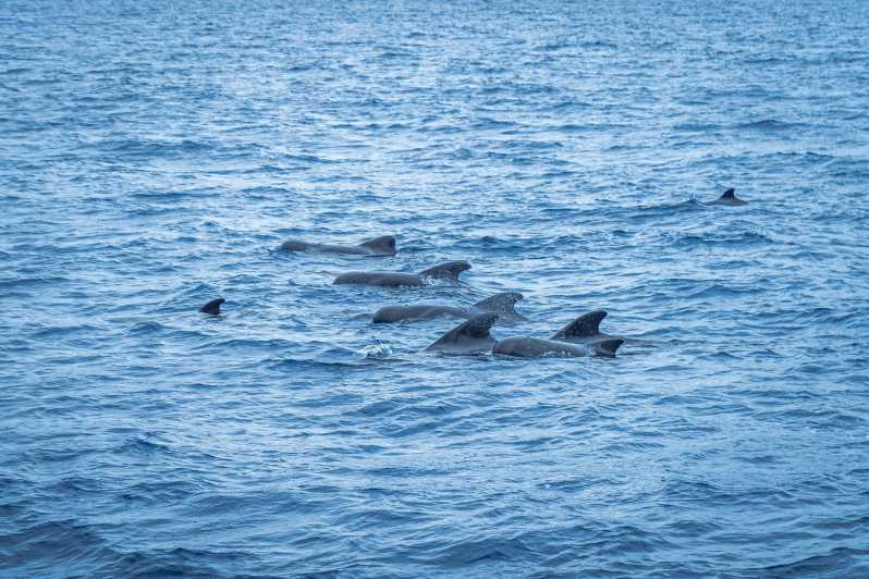 Madeira : Whales and Dolphins wooden boat excursion - Setting out from Pier 8 in Funchal