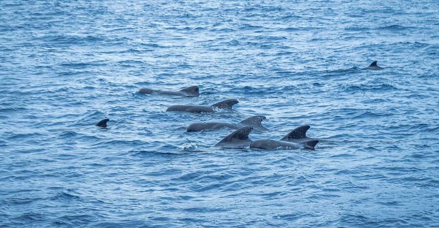 Madeira : Whales and Dolphins wooden boat excursion - What a dolphin encounter can feel like