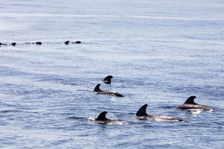 Madeira : Whales and Dolphins wooden boat excursion - Pilot whales and the limits of wildlife watching