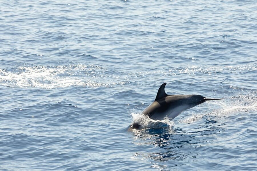 Madeira : Whales and Dolphins wooden boat excursion - Comfort on the wooden boat