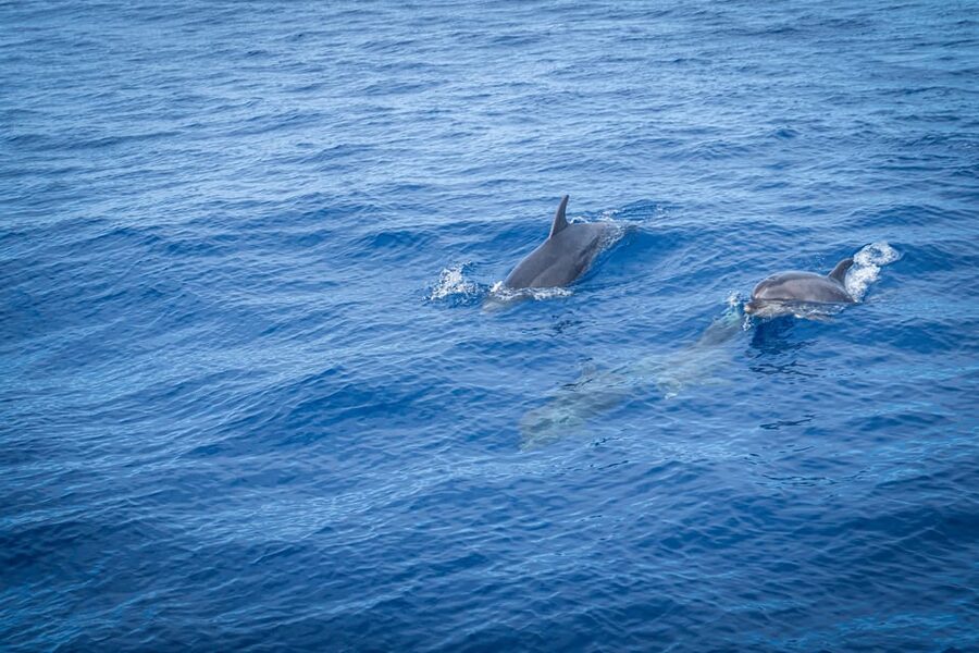 Madeira : Whales and Dolphins wooden boat excursion - Crew, guiding, and the human side of the trip