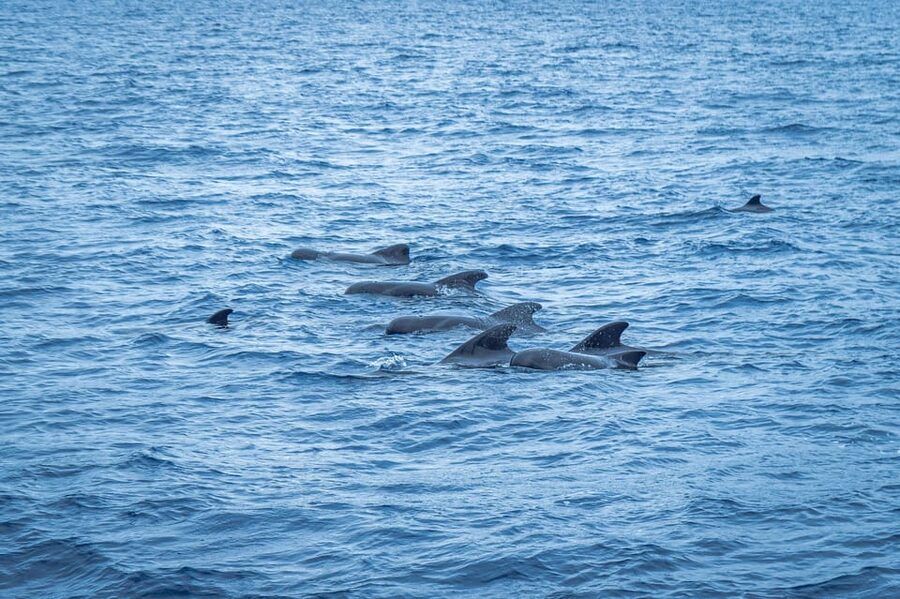 Madeira : Whales and Dolphins wooden boat excursion - Is $41 a fair price?