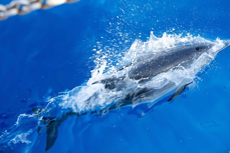 Madeira : Whales and Dolphins wooden boat excursion - Who should book this Madeira excursion?